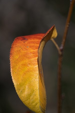 Leaf Solo